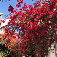 Bougainvillea