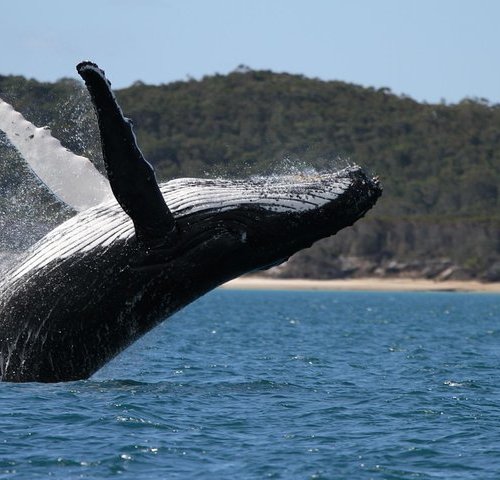 THE 10 BEST Things to Do in Hervey Bay (Updated 2024) - Tripadvisor