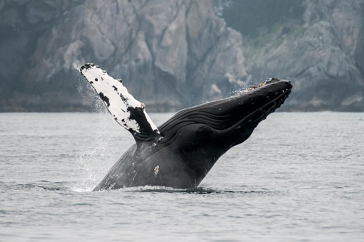 top excursions on alaska cruise