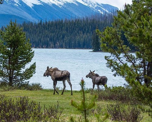 Canadian Rockies Hiking & Camping