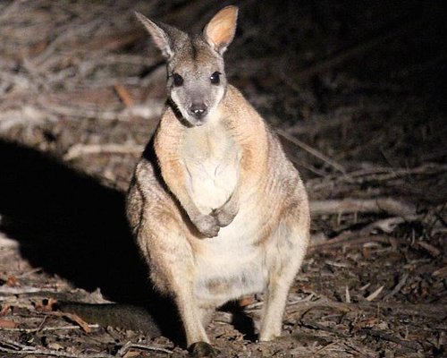 kangaroo tours tripadvisor