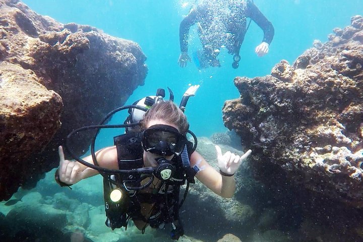 ＼可愛いイルカと水槽の中で一緒にダイビング／《水中の内での