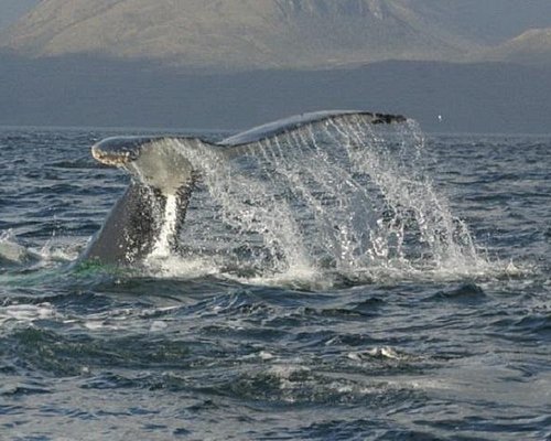 punta arenas free tour