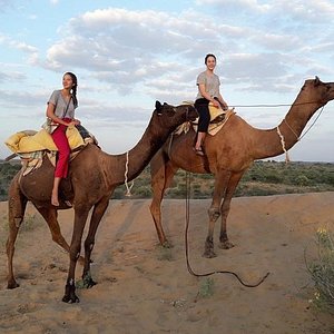 camel safari osian