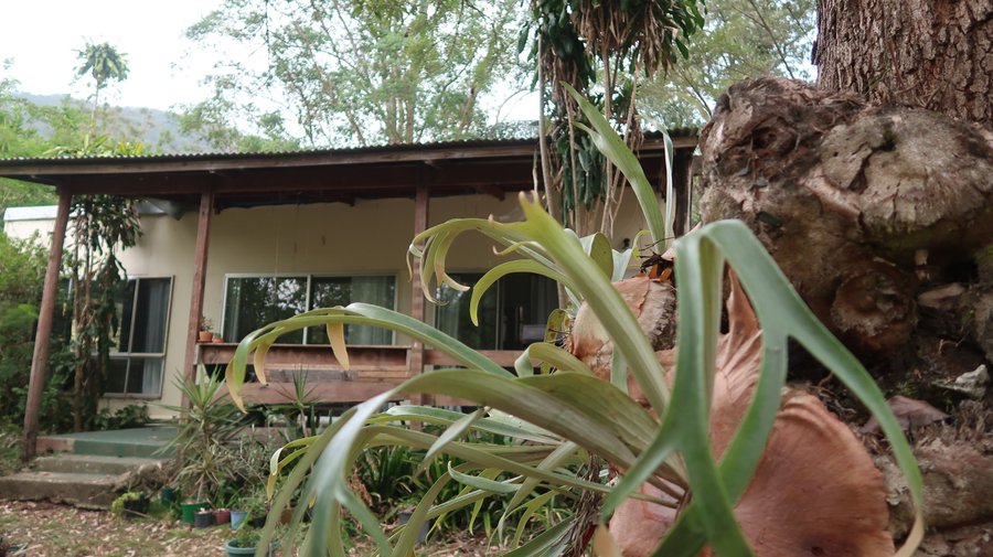Jungle House Cabin