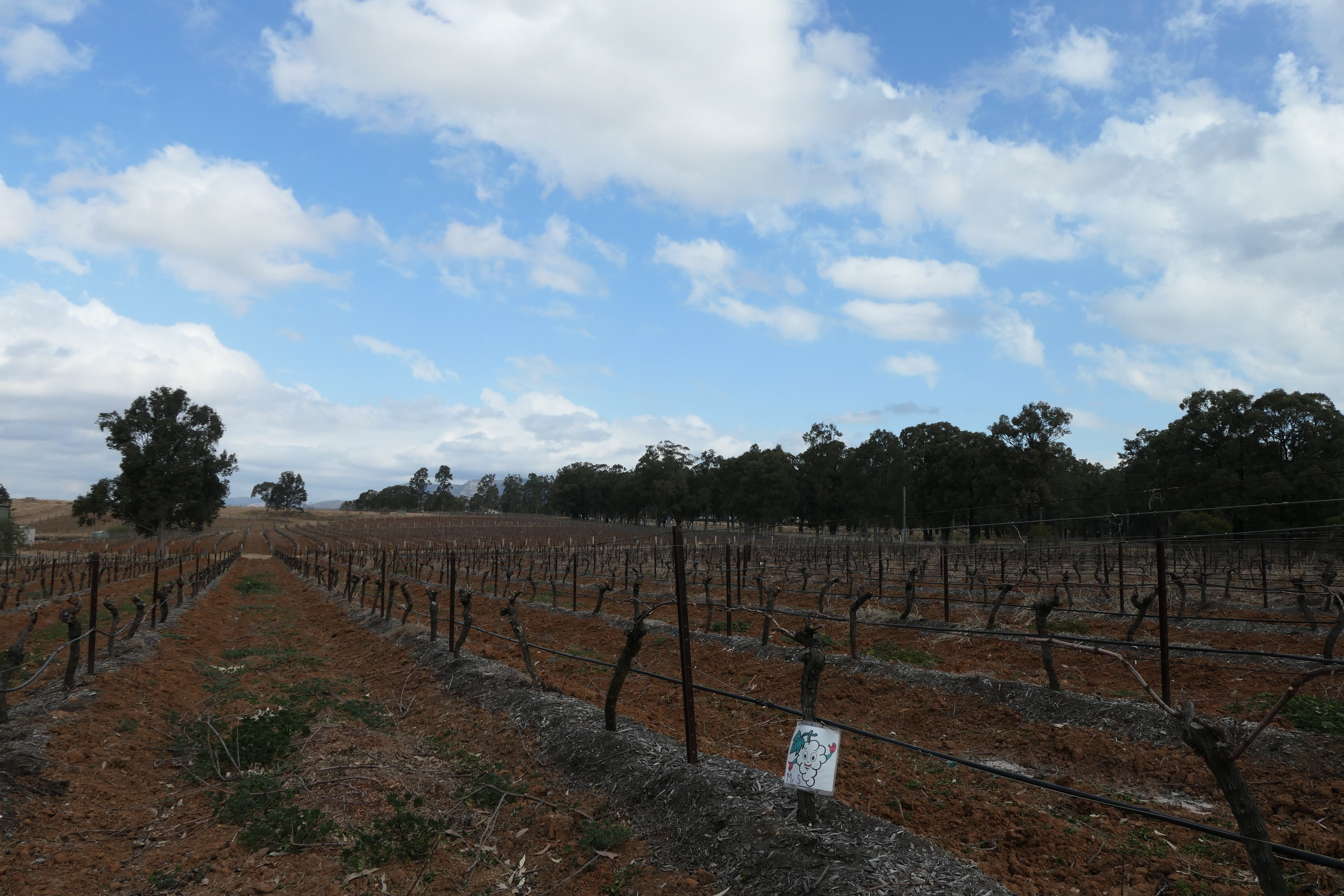 Hunter Valley Wine Tours (Sydney) - ATUALIZADO 2022 O Que Saber Antes ...