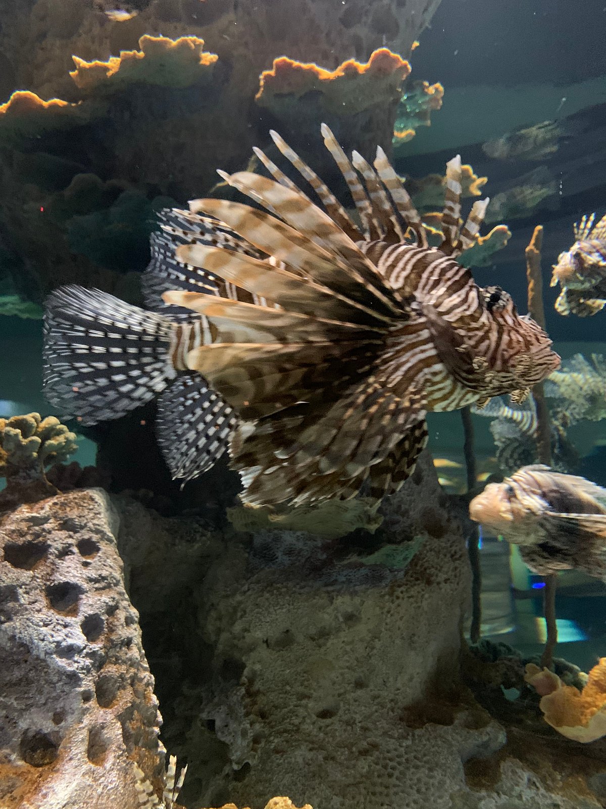 Odysea Aquarium Az Tickets