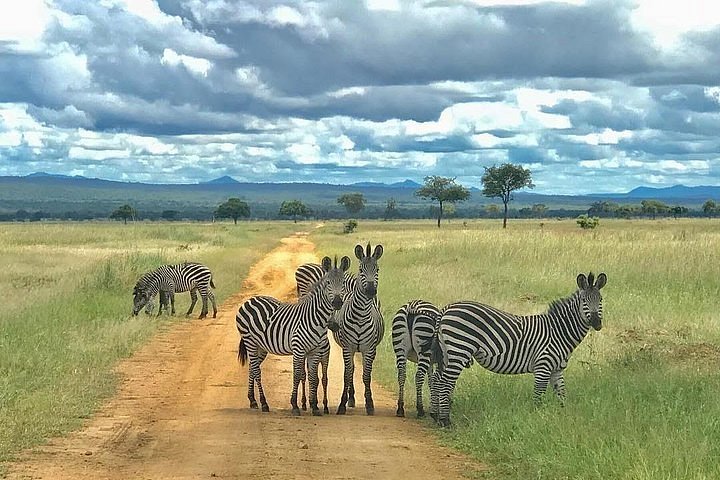 tanzania safari quanti giorni