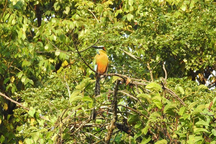 bird watching playa del carmen