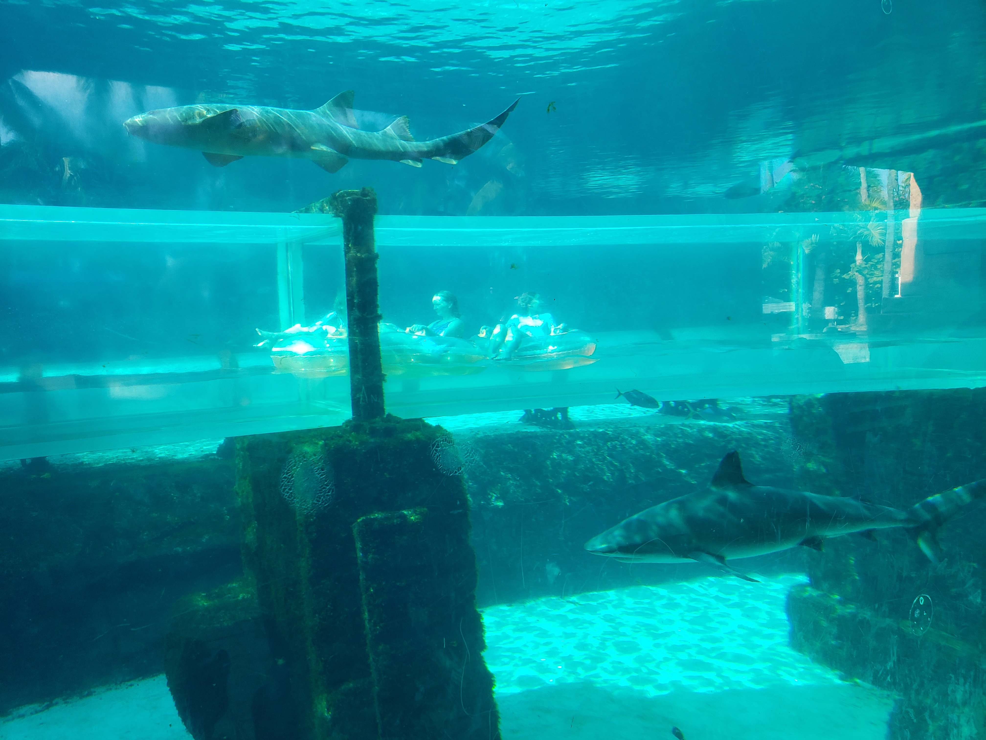 Marine Habitat at Atlantis All You Need to Know BEFORE You Go