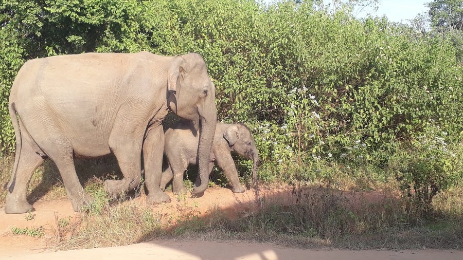 Baby elephant with her mother