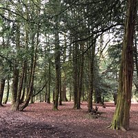 Lovely walk around Alfreton Park this week. Under the trees it’s nice and sheltered but there are large open spaces too plus a children’s play area for all ages.
