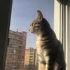 Shadysp