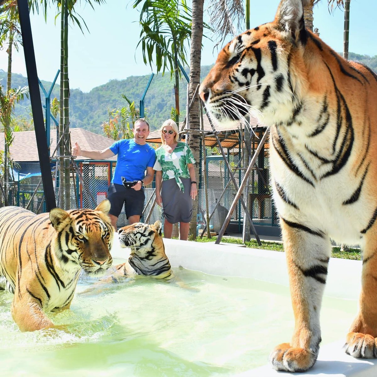 Tiger PARK Phuket, Чалонг: лучшие советы перед посещением - Tripadvisor