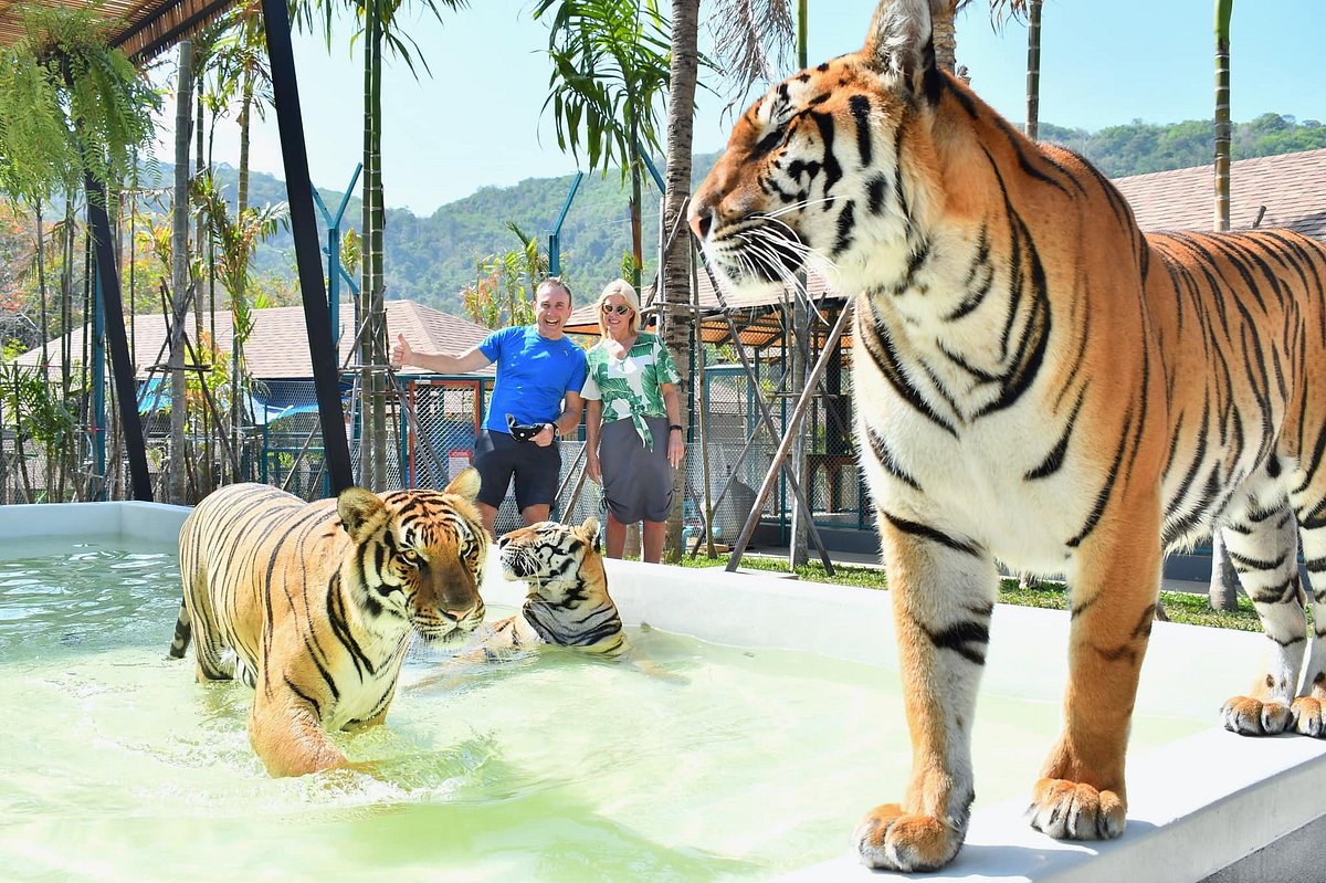 Tiger PARK Phuket (Chalong) - All You Need to Know BEFORE You Go
