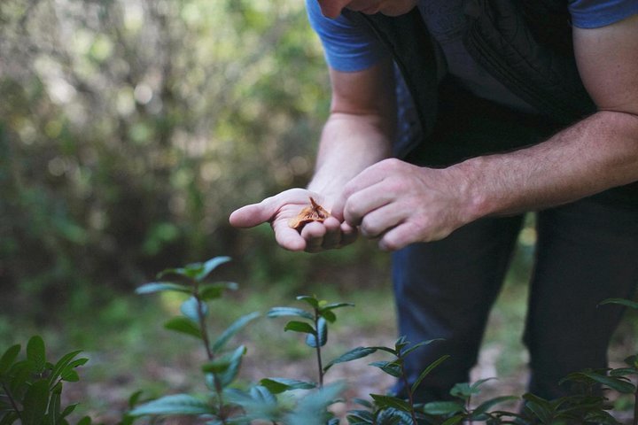 2024 Wild Mushroom Foraging Santa Cruz Mountains