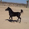 Ghassan