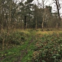 12. Orlestone Forest Nature Reserve, Warehorne, Kent