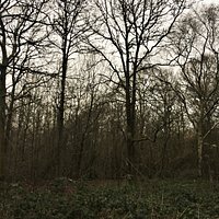 14. Orlestone Forest Nature Reserve, Warehorne, Kent