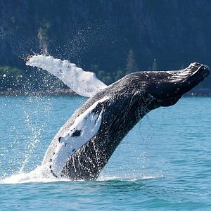 Alaska SeaLife Center (Seward) - All You Need to Know BEFORE You Go Alaska SeaLife Center (Seward) - All You Need to Know BEFORE You Go