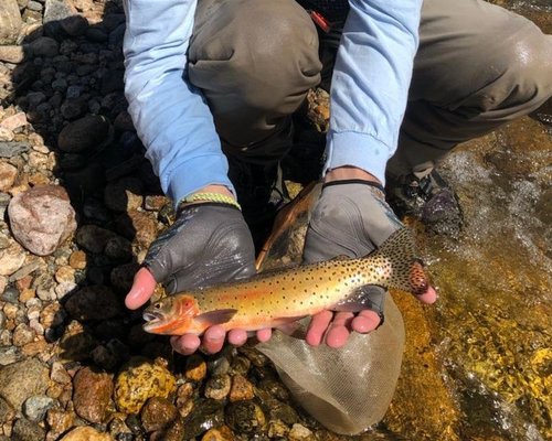 Colorado Beginner Fly Fishing Class, Estes Park