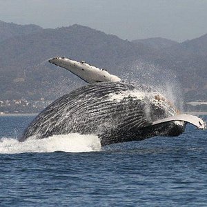 Vallarta Adventures' Marine Mammal Center is Humane Certified™