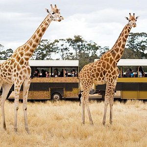 african safari werribee zoo