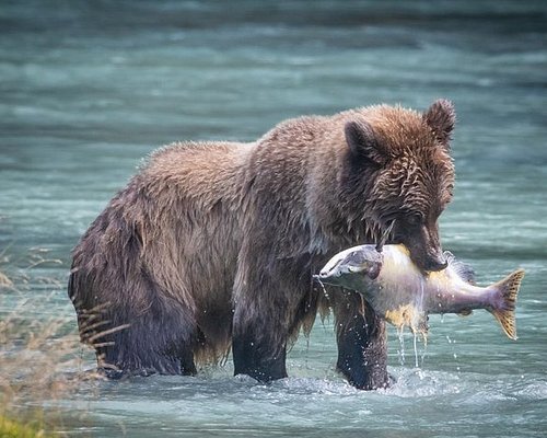 best shore excursions in haines alaska