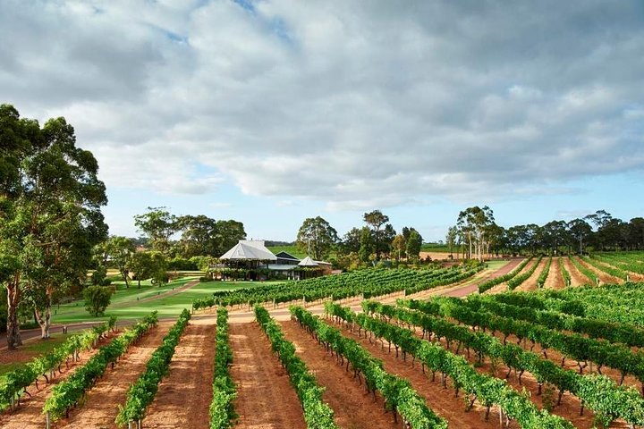 Vasse on sale felix winery