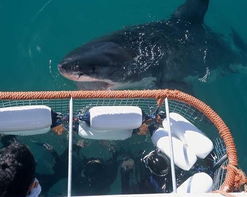 Watch: Girl, 11, frightened from surf by approaching shark