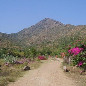yelagiri hills tamil nadu tourism