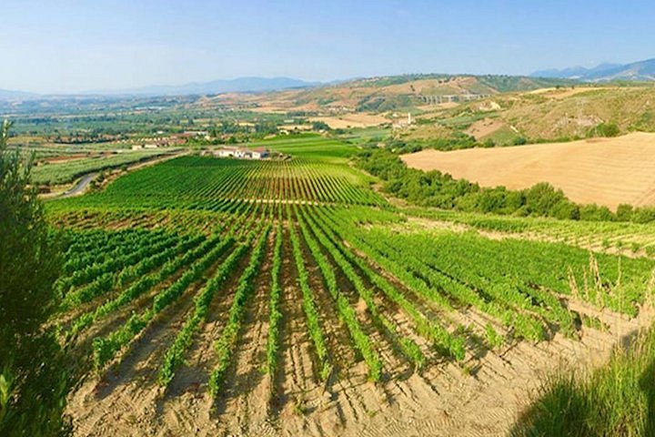 calabria wine tour