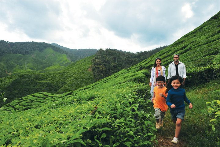 2024 Kuala Lumpur Cameron Highlands Full Day Tour Pick Up From Kuala   Caption 