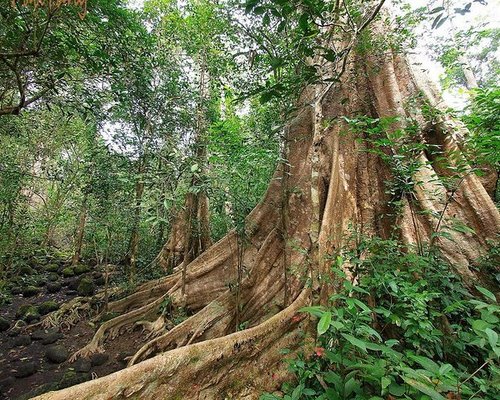 Dong Nai, Vietnam - An adventure in the tropical jungle