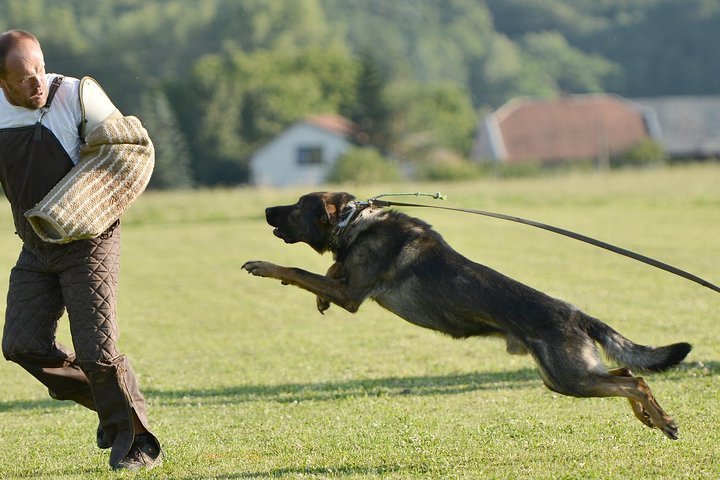 are stag bars safe for dogs