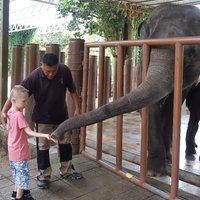 Kuala Gandah Elephant Sanctuary (Pahang) - All You Need to Know BEFORE ...