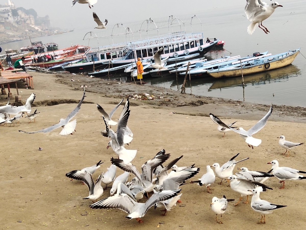 Varanasi Boat Booking 2023 Qué Saber Antes De Ir Lo Más Comentado Por La Gente Tripadvisor 8846