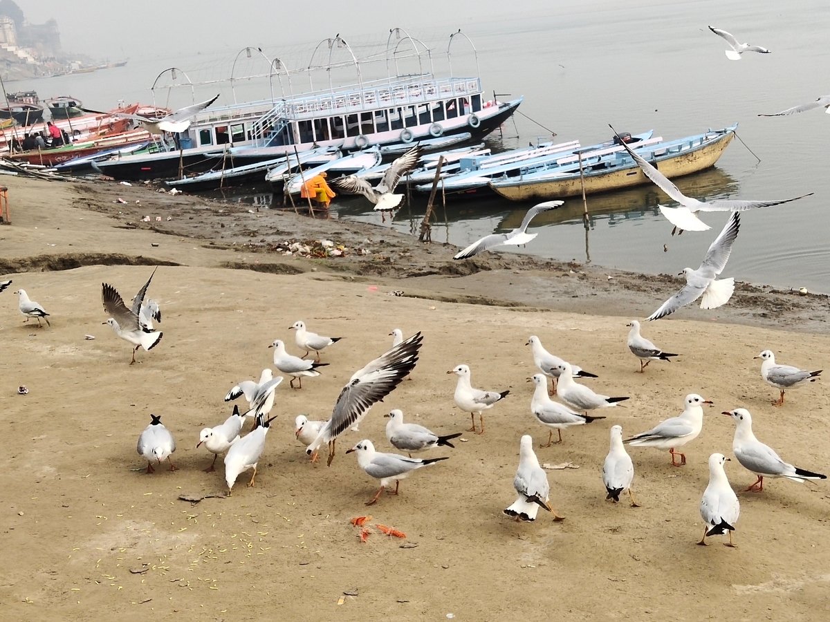 Varanasi Boat Booking 2023 Qué Saber Antes De Ir Lo Más Comentado Por La Gente Tripadvisor 8698