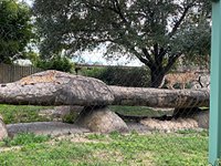 Casual and comfortable for a trip to the Houston Zoo. All the