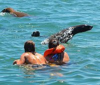 ISLA DE LOBOS (Punta del Este) - 2023 Qué SABER antes de ir