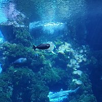 Oceanographic Museum of Monaco (Monte-Carlo) - All You Need to Know ...