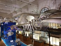 Batiscafo delante del Museo Oceanográfico de Mónaco - Picture of  Monte-Carlo, Monaco - Tripadvisor