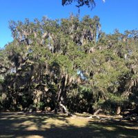 Bulow Plantation Ruins Historic State Park (Flagler Beach) - All You ...