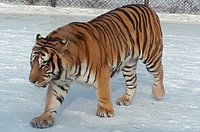 Latest travel itineraries for Hengdaohezi Siberian Tiger Park in December  (updated in 2023), Hengdaohezi Siberian Tiger Park reviews, Hengdaohezi  Siberian Tiger Park address and opening hours, popular attractions, hotels,  and restaurants near