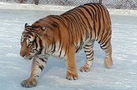 Latest travel itineraries for Hengdaohezi Siberian Tiger Park in December  (updated in 2023), Hengdaohezi Siberian Tiger Park reviews, Hengdaohezi  Siberian Tiger Park address and opening hours, popular attractions, hotels,  and restaurants near