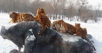 Latest travel itineraries for Hengdaohezi Siberian Tiger Park in December  (updated in 2023), Hengdaohezi Siberian Tiger Park reviews, Hengdaohezi  Siberian Tiger Park address and opening hours, popular attractions, hotels,  and restaurants near