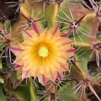 Sheilam Cactus Farm
