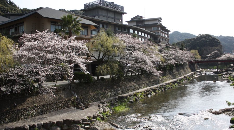 毎年3月末～4月上旬。大谷山荘前の音信川が桜色に染まります。春のやわらかな陽光を受けて、川面がきらきらと輝きます。