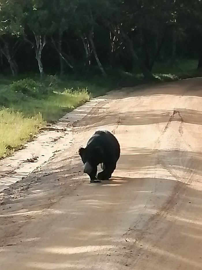 wilpattu senavi's safari guest