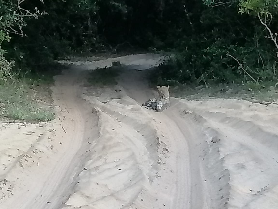 wilpattu senavi's safari guest